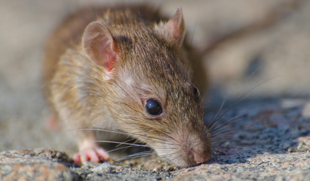 Closeup selective focus shot of a brown rat on the concrete ground
