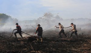 Sejumlah personel Kepolisian Polres Aceh Barat bersama petugas BPBD berusaha memadamkan kebakaran hutan dan lahan (karhutla) di kawasan lahan gambut Desa Cot Seumeureng, Samatiga, Aceh Barat, Aceh, Jumat (12/6/2026)