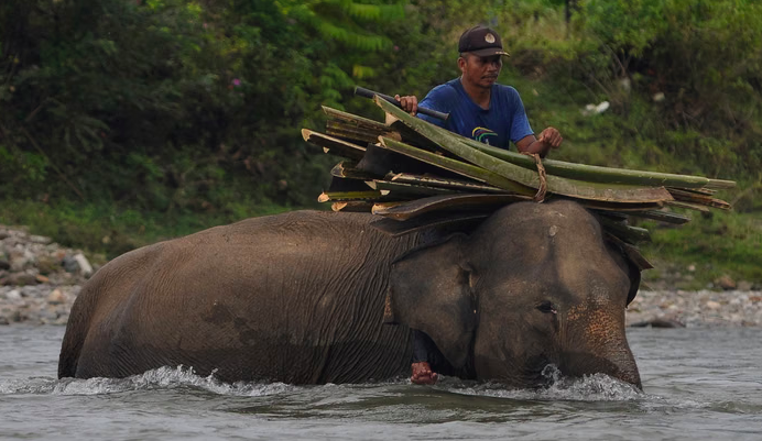SRAK Gajah Sumatra Diminta Jadi Aksi Nyata, Bukan Sekadar Dokumen
