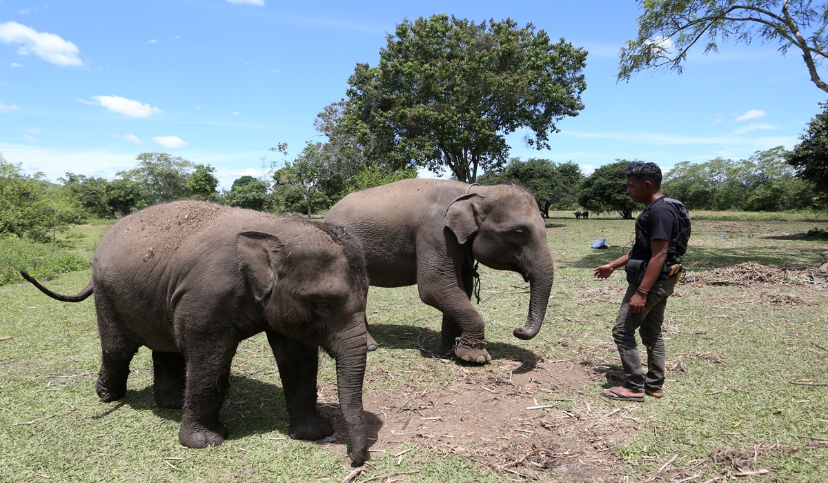 Mengenal Fenomena Musth pada Gajah Sumatra: Penyebab dan Penanganannya