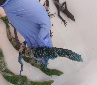 Penyelundupan 8 Biawak Eksotis Oleh WNA Korea Digagalkan di Bandara Soetta
