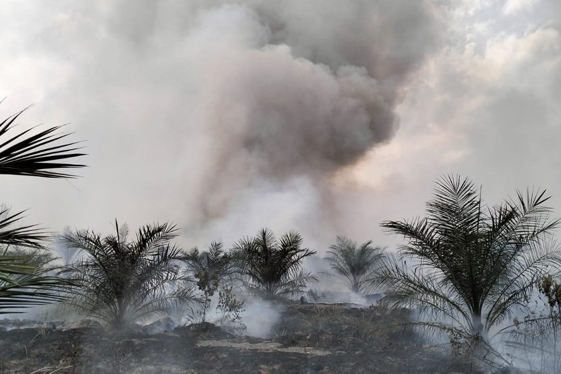 Lahan Gambut Dekat Instalasi Migas PetroChina Terbakar Hebat