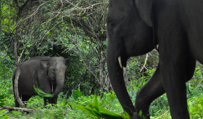 Jaga Gajah Padang Sugihan dari Karhutla, Menhut Raja Antoni Pertebal Pasukan Darat